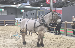 Salon de l’agriculture : le mulet poitevin n’a rien d’une tête de mule