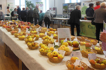 La pomme, le fruit défendu aux multiples vertus
