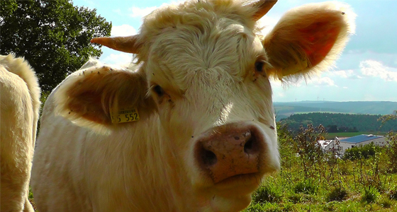 Vache